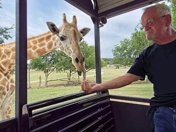 Man feeding giraffe
