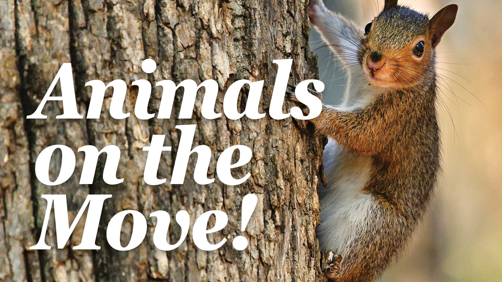 Animals_FBevent