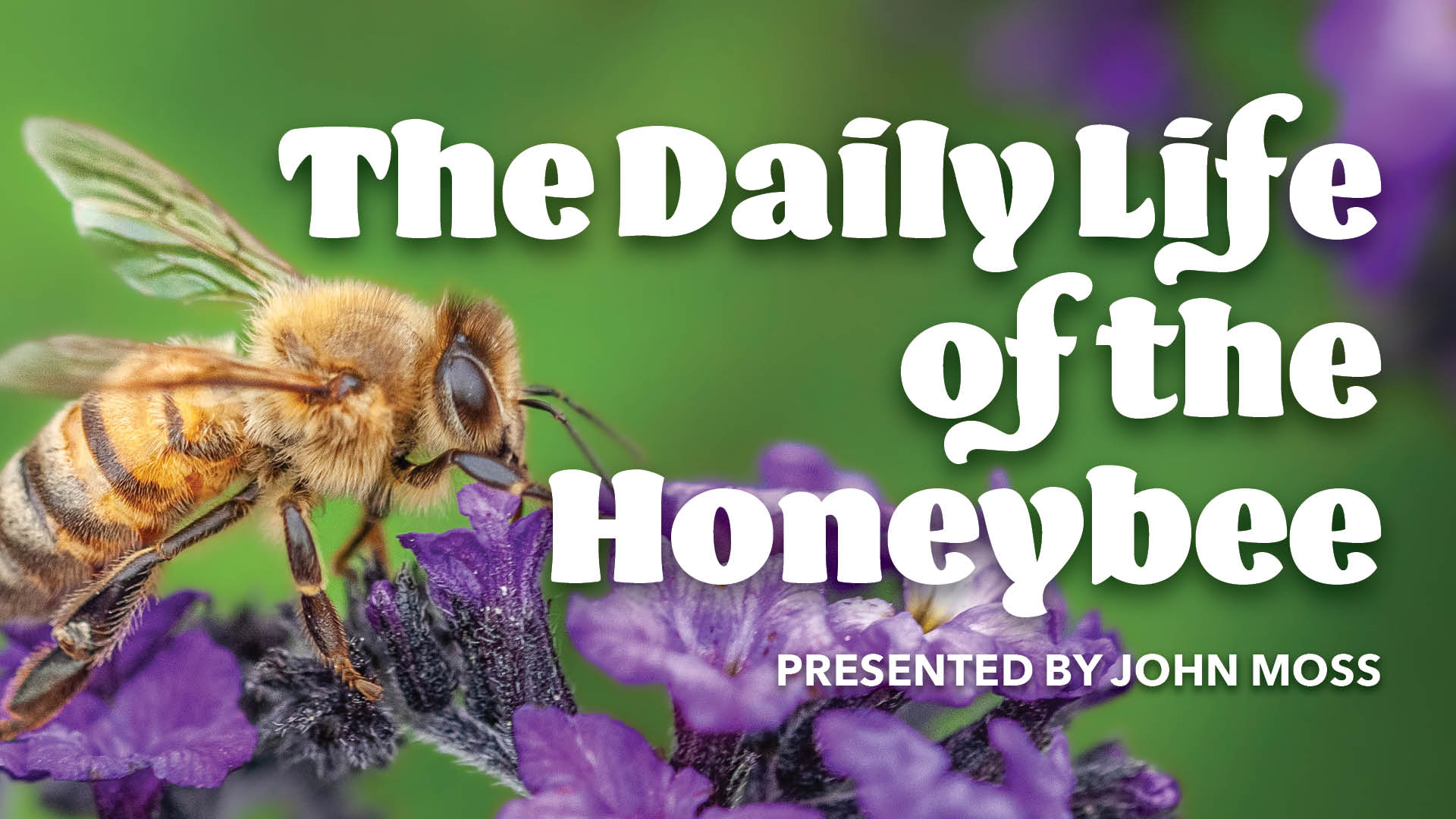 Honeybees_FB